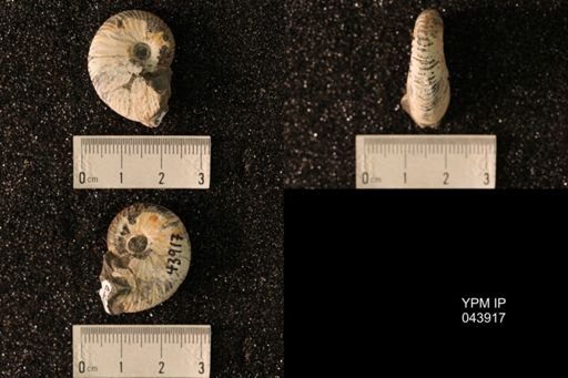 Hoploscaphites nicolletii