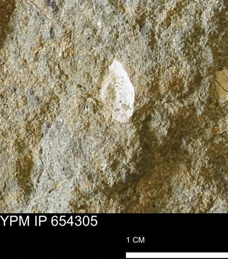 Bivalvia
