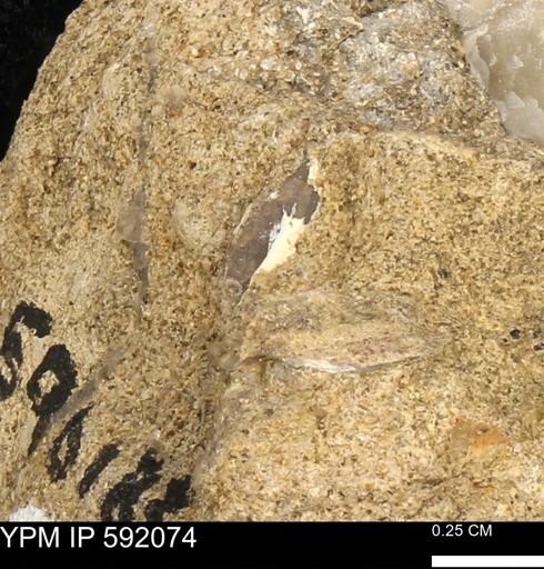 undet. Bivalvia