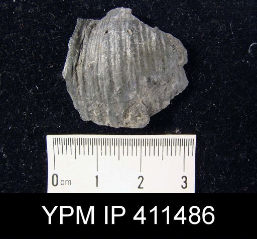 Dictyoclostus sp.