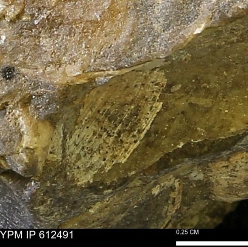 undet. Bivalvia