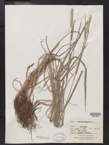 Phleum pratense