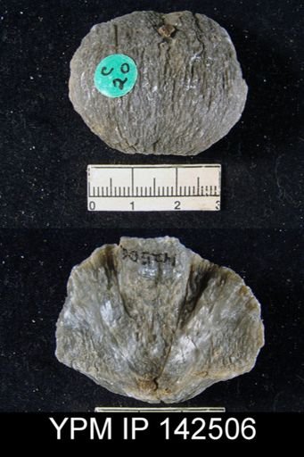 Productus sp.