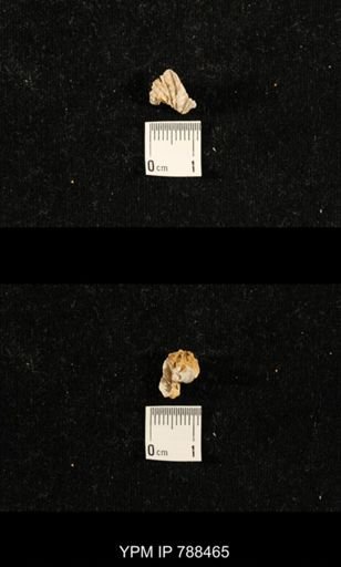 undet. Brachiopoda