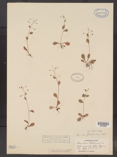 Plantae