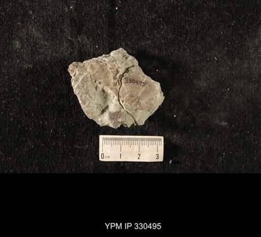Strophomena sp.