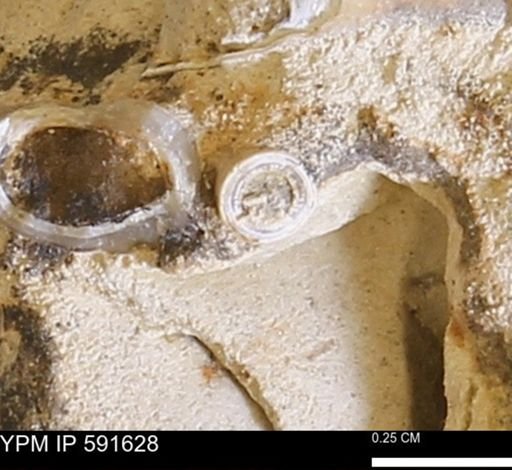 Serpulidae