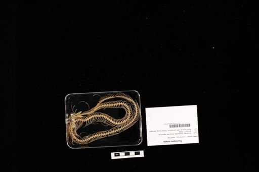 Thamnophis sirtalis