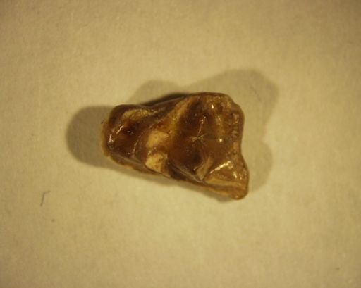 Miacis exiguus