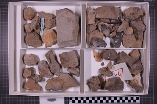 mixed taxa, stratigraphic collection