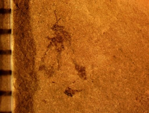 undet. Aphididae