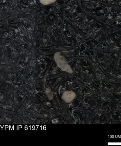 undet. Heterohelicidae