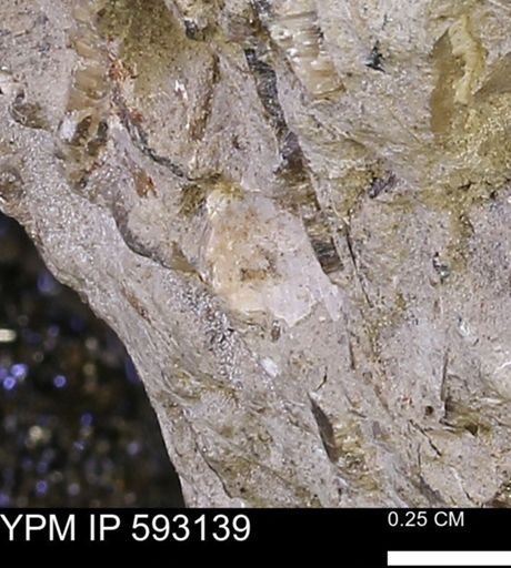 undet. Mollusca