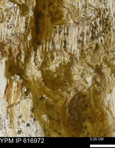 Teredo sp.