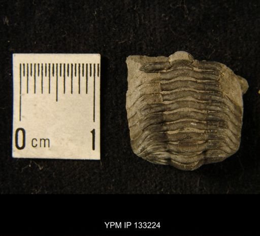 Phacops rana