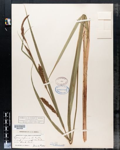 Carex riparia