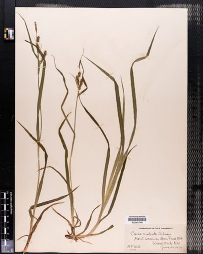 Carex scabrata