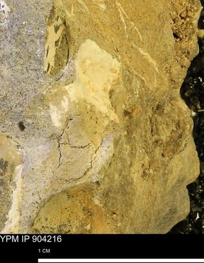 undet. Mollusca