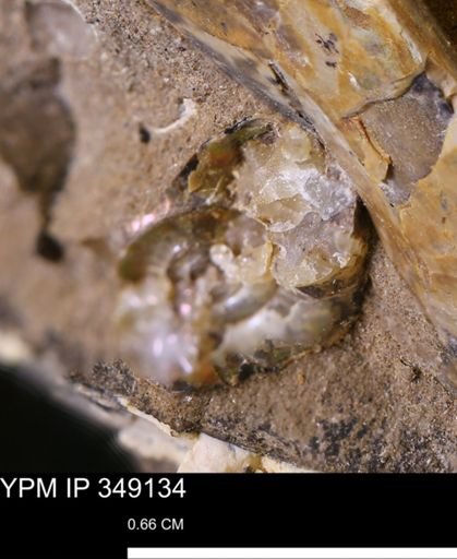 undet. Ammonoidea