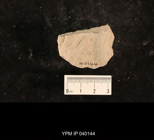 Liomopterum ornatum