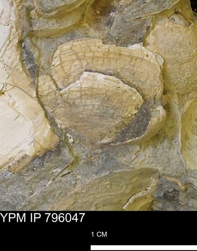 Spisula elliptica