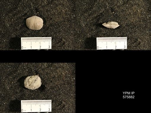 Dinorthis subquadrata