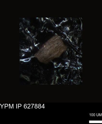 undet. Foraminiferida