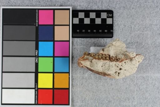 Mesohippus bairdii