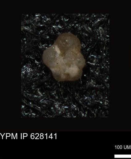 undet. Foraminiferida