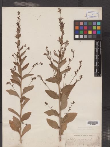 Lobelia inflata