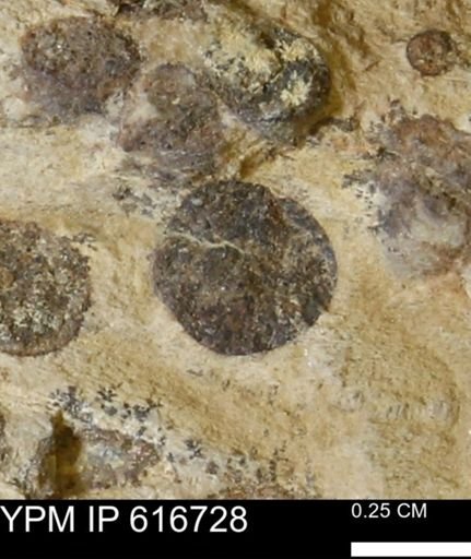 Teredo sp.