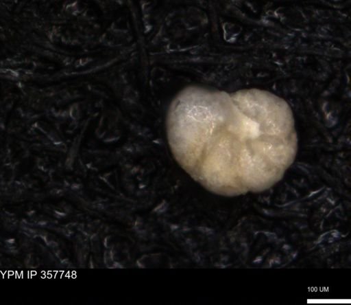 undet. Foraminiferida