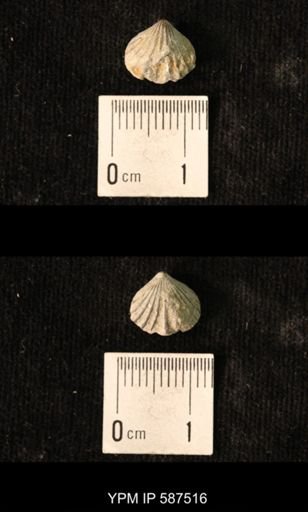 Camarotoechia whitei