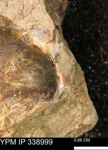 undet. Bivalvia