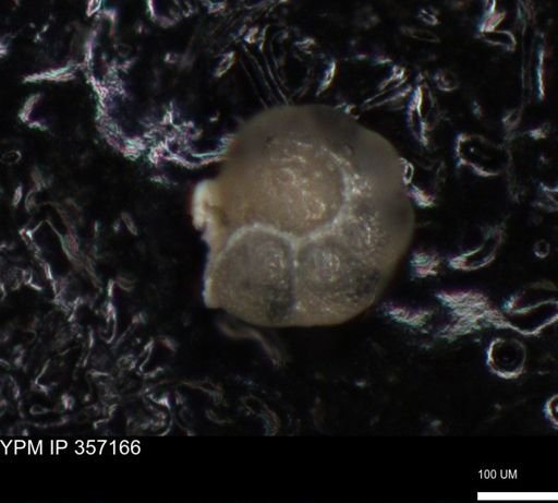 undet. Foraminiferida