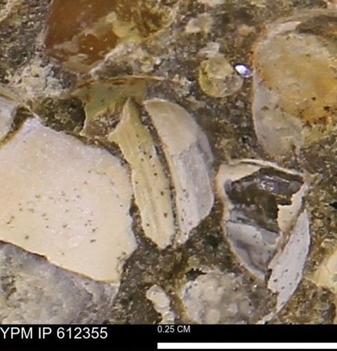 undet. Bivalvia