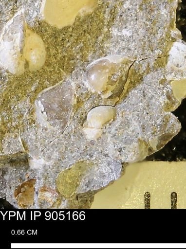 Corbulamella gregaria