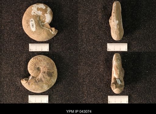 Hoploscaphites nicolletii