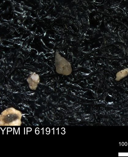 undet. Heterohelicidae