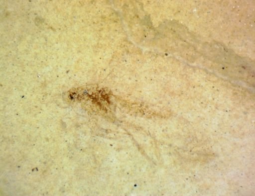 undet. Hexapoda