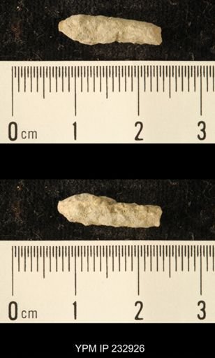 Archaeocidaris sp.