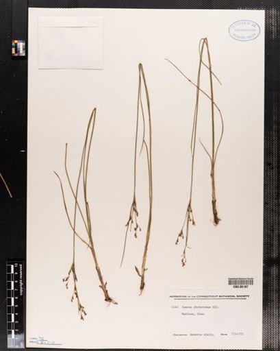 Juncus dichotomus