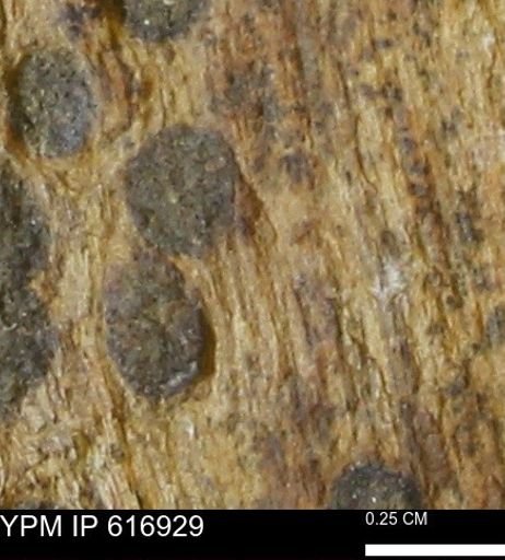 Teredo sp.