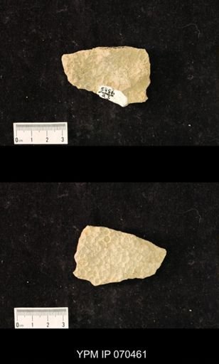 Favosites brownsportensis
