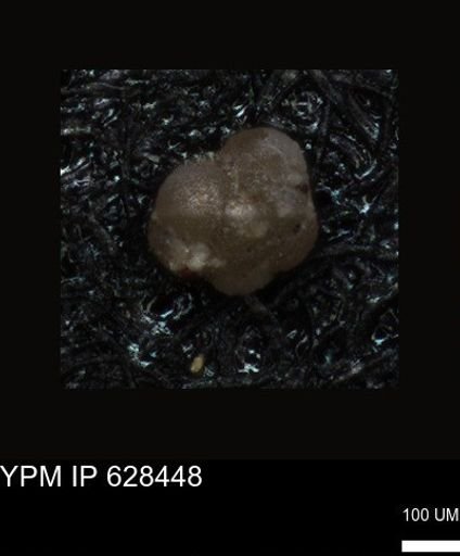 undet. Foraminiferida