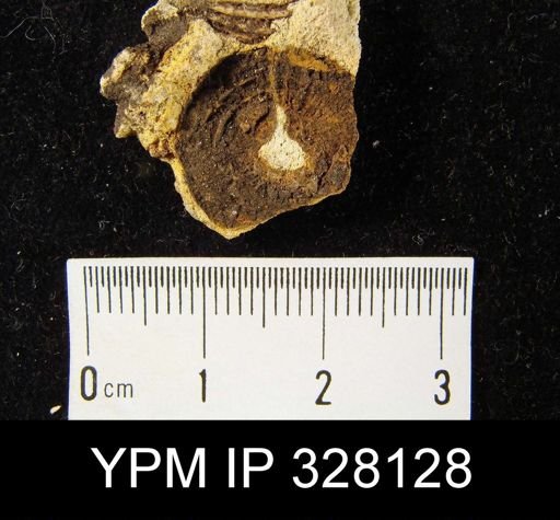 Orbiculoidea convexa