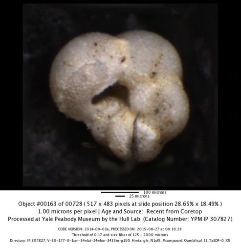 undet. Foraminiferida