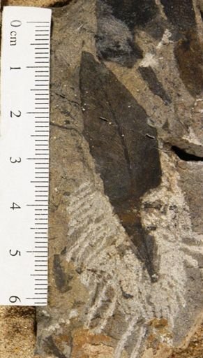 Sagenopteris panda