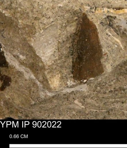 undet. Mollusca