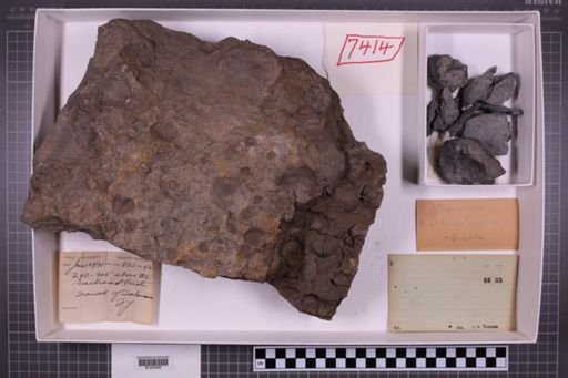 mixed taxa, stratigraphic collection